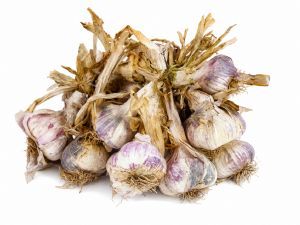 Ail nouveau de saison